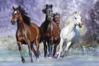 Expo XL Paarden - Bob Langrish - Maxi Poster