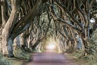 Expo XL Dark Hedges - Maxi Poster