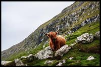 Walljar | Ingelijste poster Bruine Stier