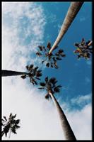 Walljar | Ingelijste poster Palm Sky