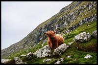 Walljar | Ingelijste poster Bruine Stier