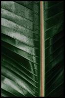 Walljar | Poster Close up Stem II