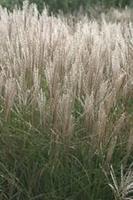 Tuinplant.nl Prachtriet