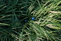Tuinplant.nl Slangenbaard