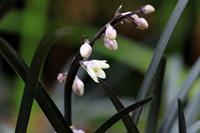Tuinplant.nl Slangenbaard, Zwart gras