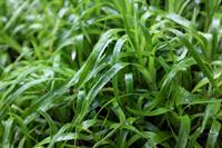Tuinplant.nl Veldbies