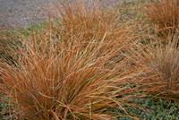 Tuinplant.nl Rood Zegge