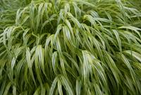 Tuinplant.nl Japans siergras