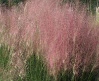Tuinplant.nl Muhlenbergia capillaris