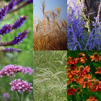 Tuinplant.nl Borderpakket nazomer vaste planten