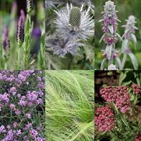 Tuinplant.nl Borderpakket roze/blauwe vaste planten