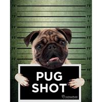 Pyramid Rachael Hale Pug Shot Banjo Poster 40x50cm