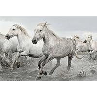 Grupo Erik White Horses Poster 91,5x61cm