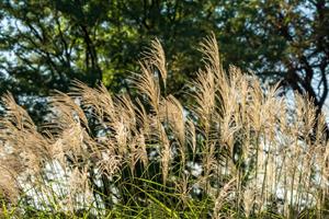 Tuinplant.nl Prachtriet