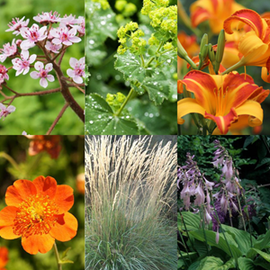 Tuinplant.nl Borderpakket natte border