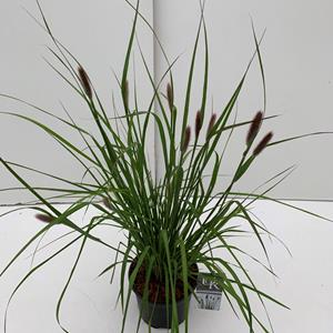 Tuinplant.nl Lampenpoetsersgras
