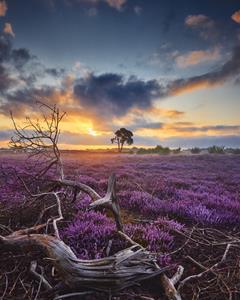 Karo-art Poster - Bloeiende Heide bij Zonsopkomst, Paars/blauw, Premium Print