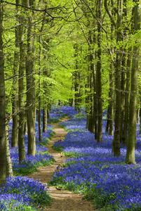 Karo-art Poster - Blauw Pad door het Bos, Premium Print