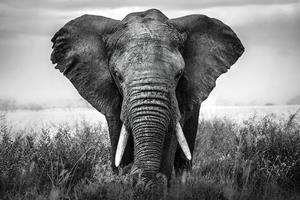 Karo-art Poster - Olifant komt op je af, zwart/wit, Premium print, verpakt in kartonnen rolkoker