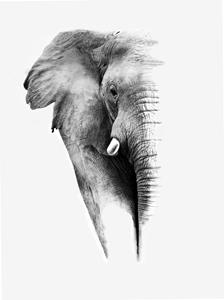 Karo-art Poster- Olifant witte achtergrond, Prachtige poster met geweldig mooi effect, Premium kwaliteit in zwart en wit