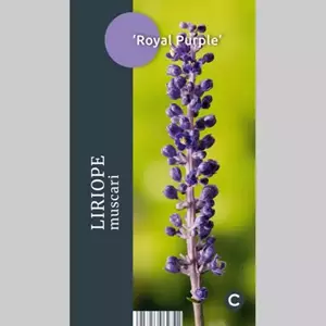 GroenRijk Siergras Liriope muscari Royal Purple - Leliegras 17cm