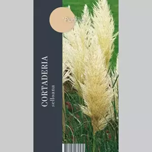 GroenRijk Siergras Cortaderia selloana Pumila - Pampasgras 17cm
