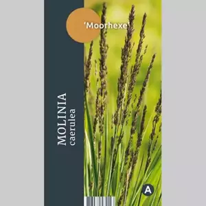 GroenRijk Siergras Molinia caerulea Moorhexe - Pijpestrootje 17cm