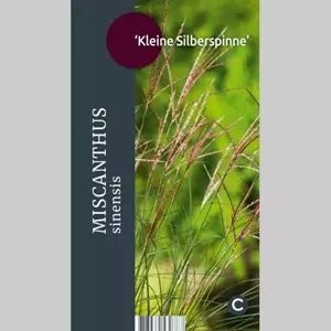 GroenRijk Siergras Miscanthus sinensis Kleine Silberspinne - Prachtriet 17cm