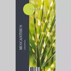 GroenRijk Siergras Miscanthus sinensis Goldbar PBR - Prachtriet 17cm
