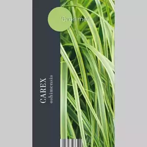 GroenRijk Siergras Carex oshimensis Everlime PBR - Zegge 17cm