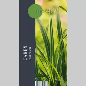GroenRijk Siergras Carex morrowii Irish Green - Zegge 17cm