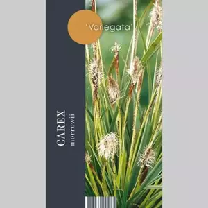 GroenRijk Siergras Carex morrowii Variegata - Geelbonte Zegge 17cm