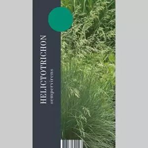 GroenRijk Siergras Helictotrichon sempervirens - Blauwstraalhaver 17cm