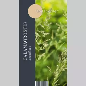 GroenRijk Siergras Calamagrostis acutiflora Karl Foerster - Struisriet 17cm