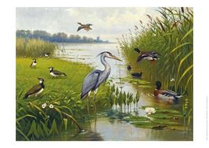 Libre, Uitgeverij Schoolplaat Water- en Weidevogels -   (ISBN: 9789492033291)
