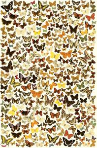 Dieter Coppens, Tom Suykens Stratier XL Spelposter - Zoek de dubbelgangers - Vlinders -   (ISBN: 9789492533753)