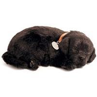 Soft Zwarte Labrador