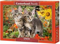 Castorland puzzel Kitten Buddies 68 cm karton 1500 stukjes