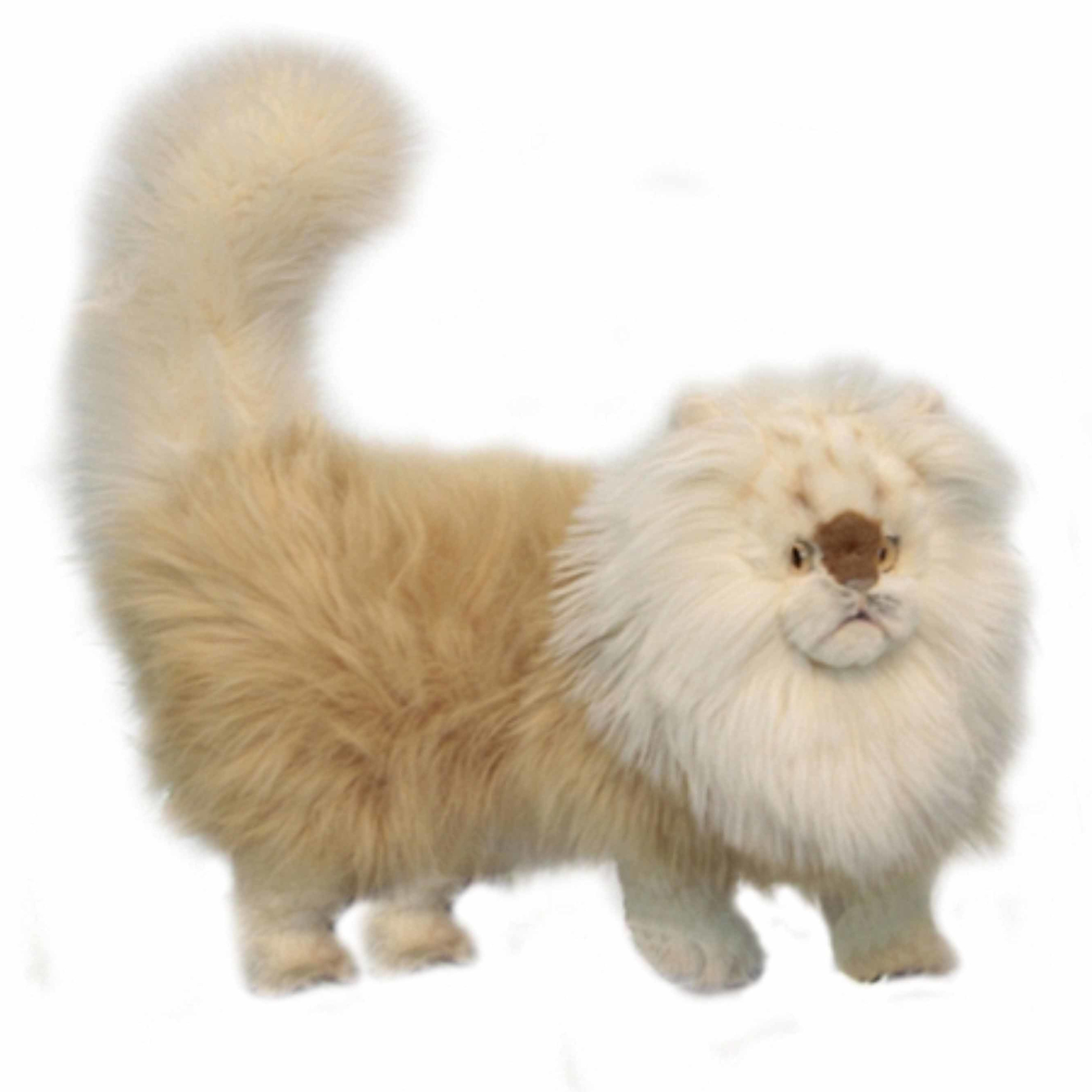 Anima Hansa pluche perzische kat knuffel beige 45 cm -