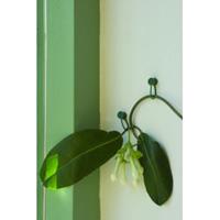 Klimplantgeleider Groen - 15 Stuks