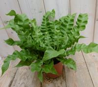 Warentuin Kamerplant Asplenium