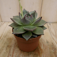 Kamerplant Echerveria Sirius
