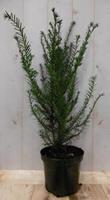 Taxus 70 cm