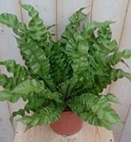 Kamerplant Krulvaren Asplenium