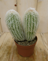 Kamerplant Cactus spinnenweb