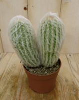 Warentuin Kamerplant Cactus spinnenweb