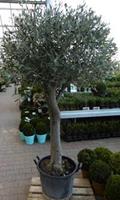 Warentuin Olijfboom Olea 180 cm Dikke Stam