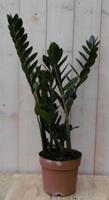 Kamerplant Zamioculcas 60 cm 