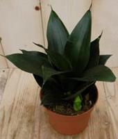 Kamerplant Vrouwentong Sansevieria donkergroen mini