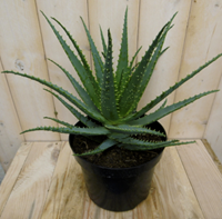 Warentuin Kamerplant Aloe